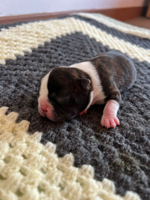 Les chiots de Boston Terrier