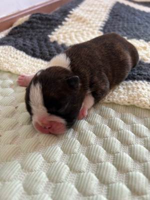 Les chiots de Boston Terrier