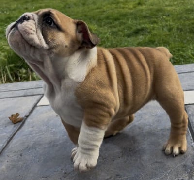 Les chiots de Bulldog Anglais
