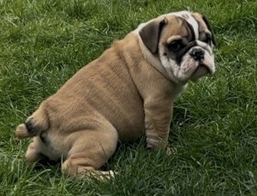 Les chiots de Bulldog Anglais