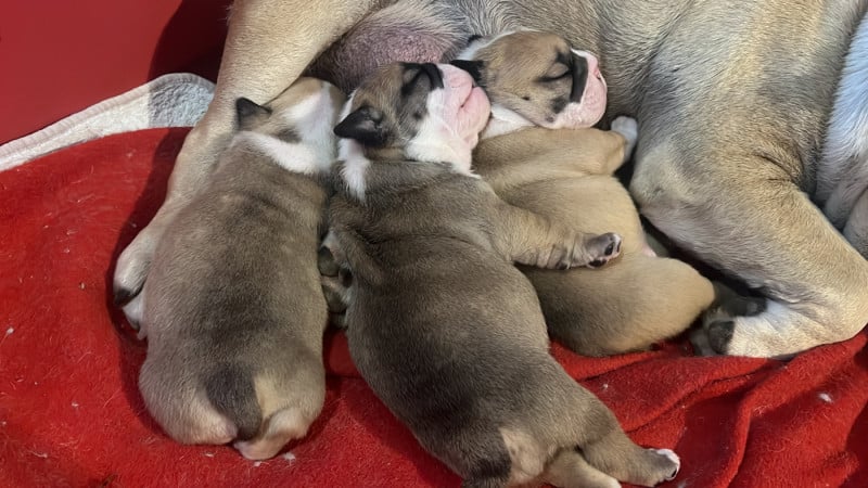 Bulldog Anglais - De La Mer De Marmara