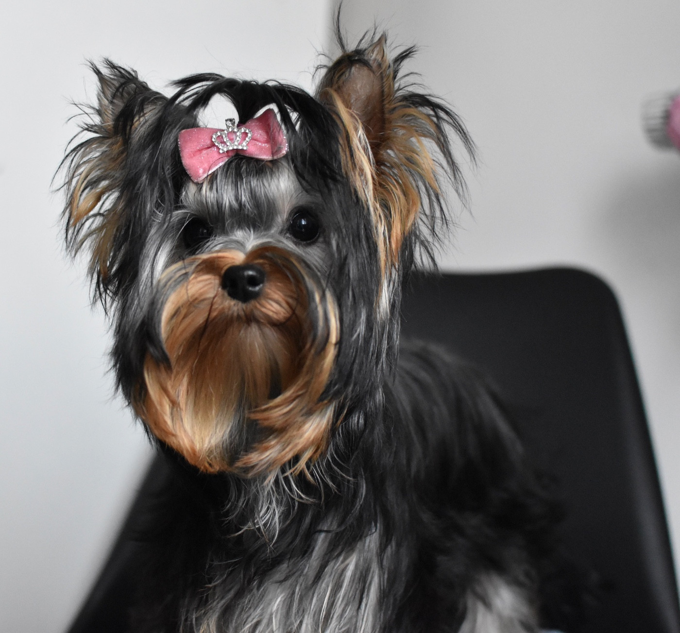 Astra bella angel's light