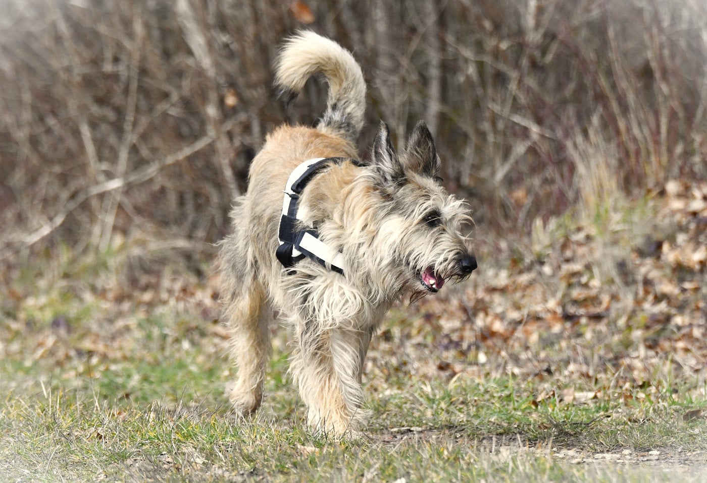 Publication : du Château Phyretis