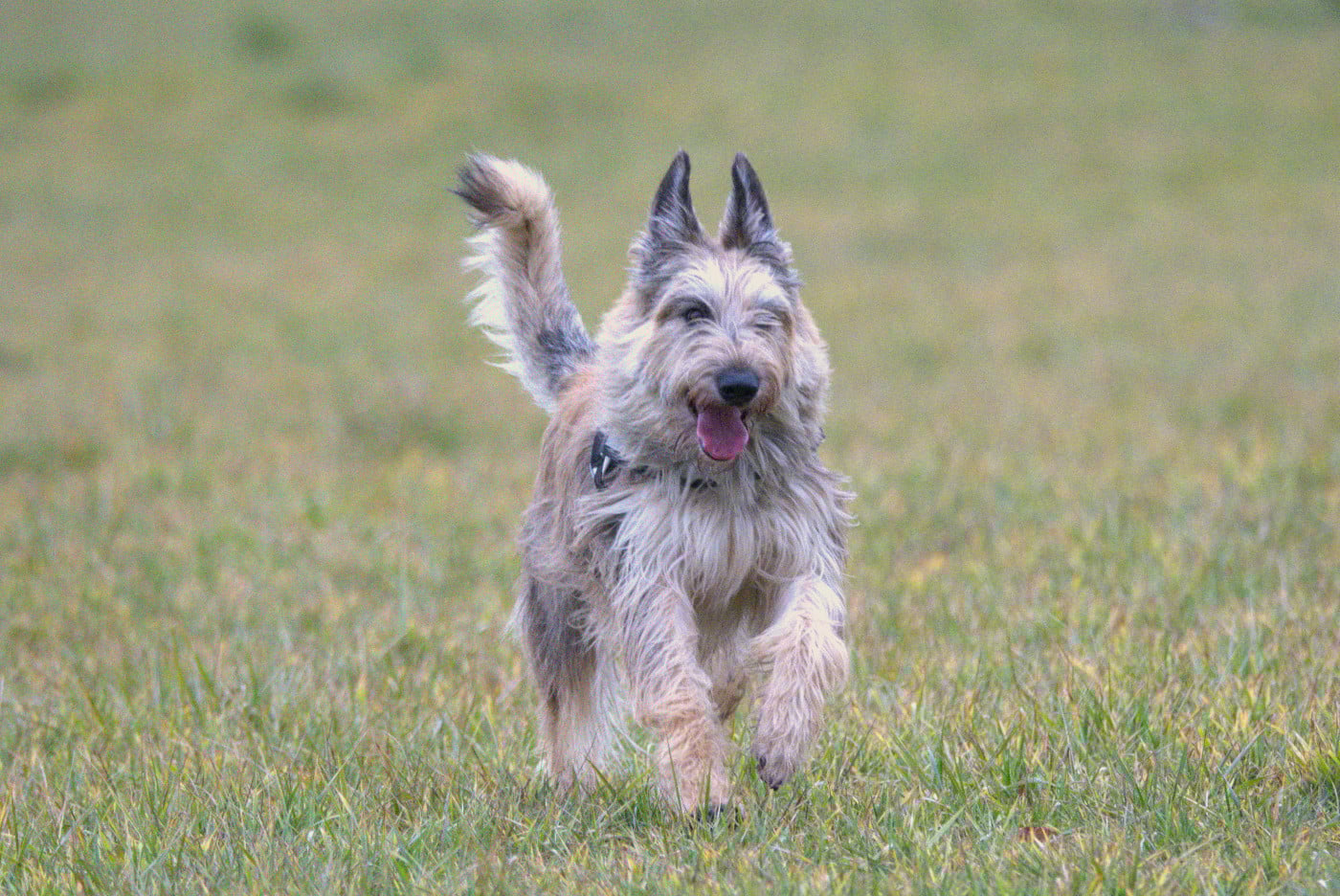 Publication : du Château Phyretis