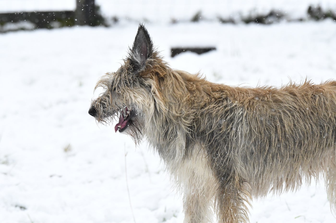 Publication : du Château Phyretis