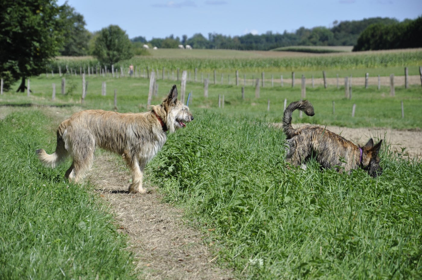 Publication : du Château Phyretis