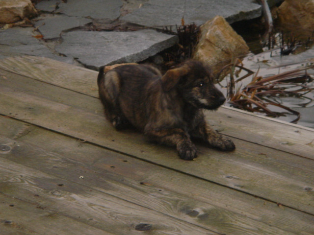 Aymie du Domaine de Saint Paul