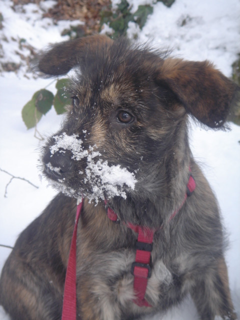 Aymie du Domaine de Saint Paul