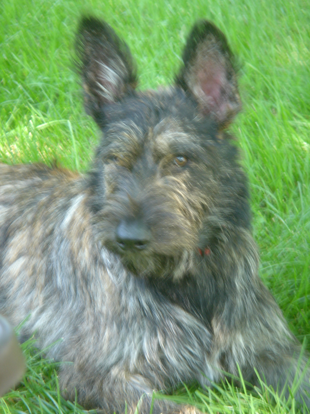 Aymie du Domaine de Saint Paul