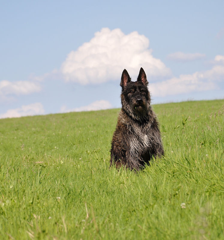 Aymie du Domaine de Saint Paul