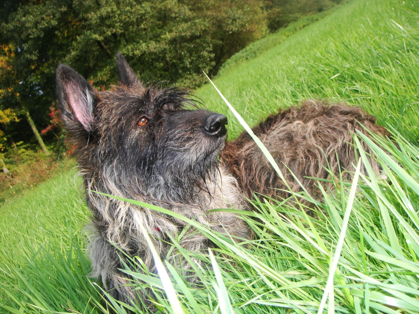 Aymie du Domaine de Saint Paul