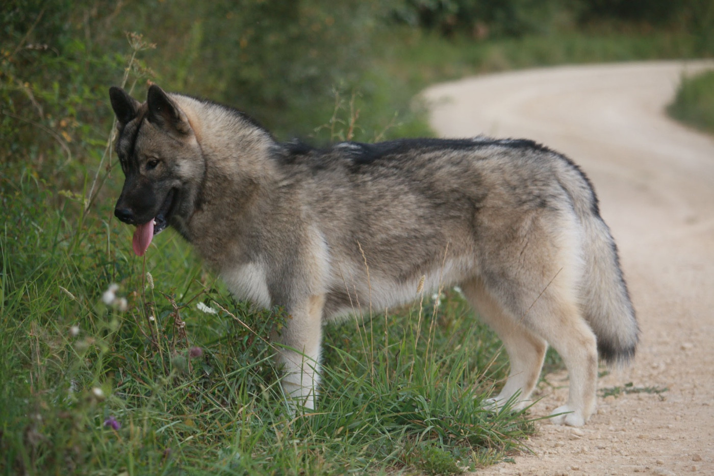 A Kaspian the prince Of Umok's Dreams