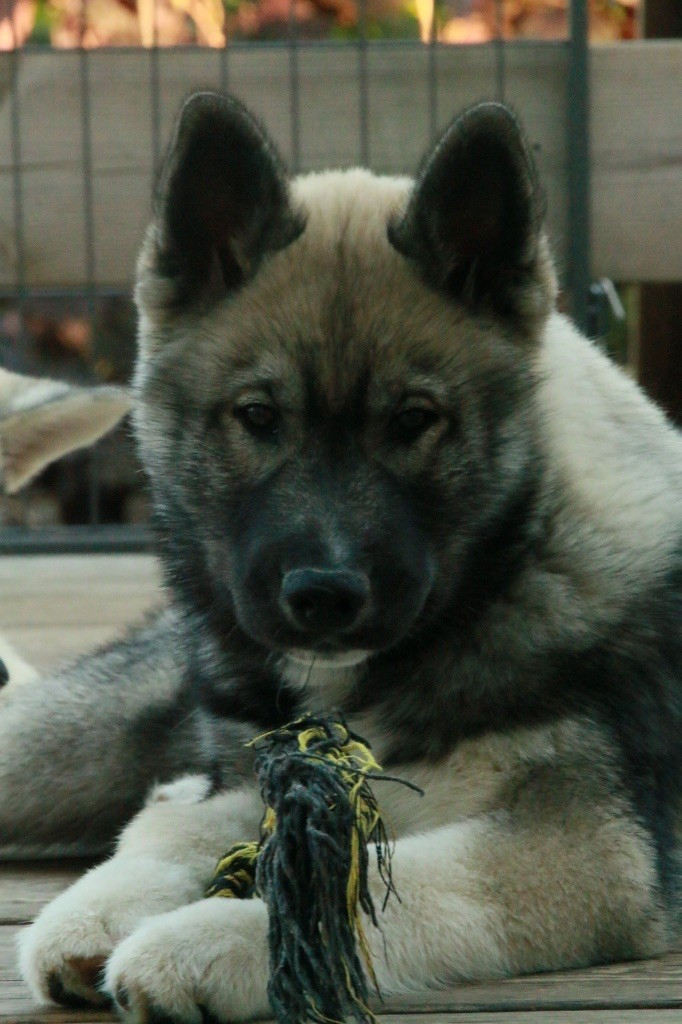 A Kaspian the prince Of Umok's Dreams