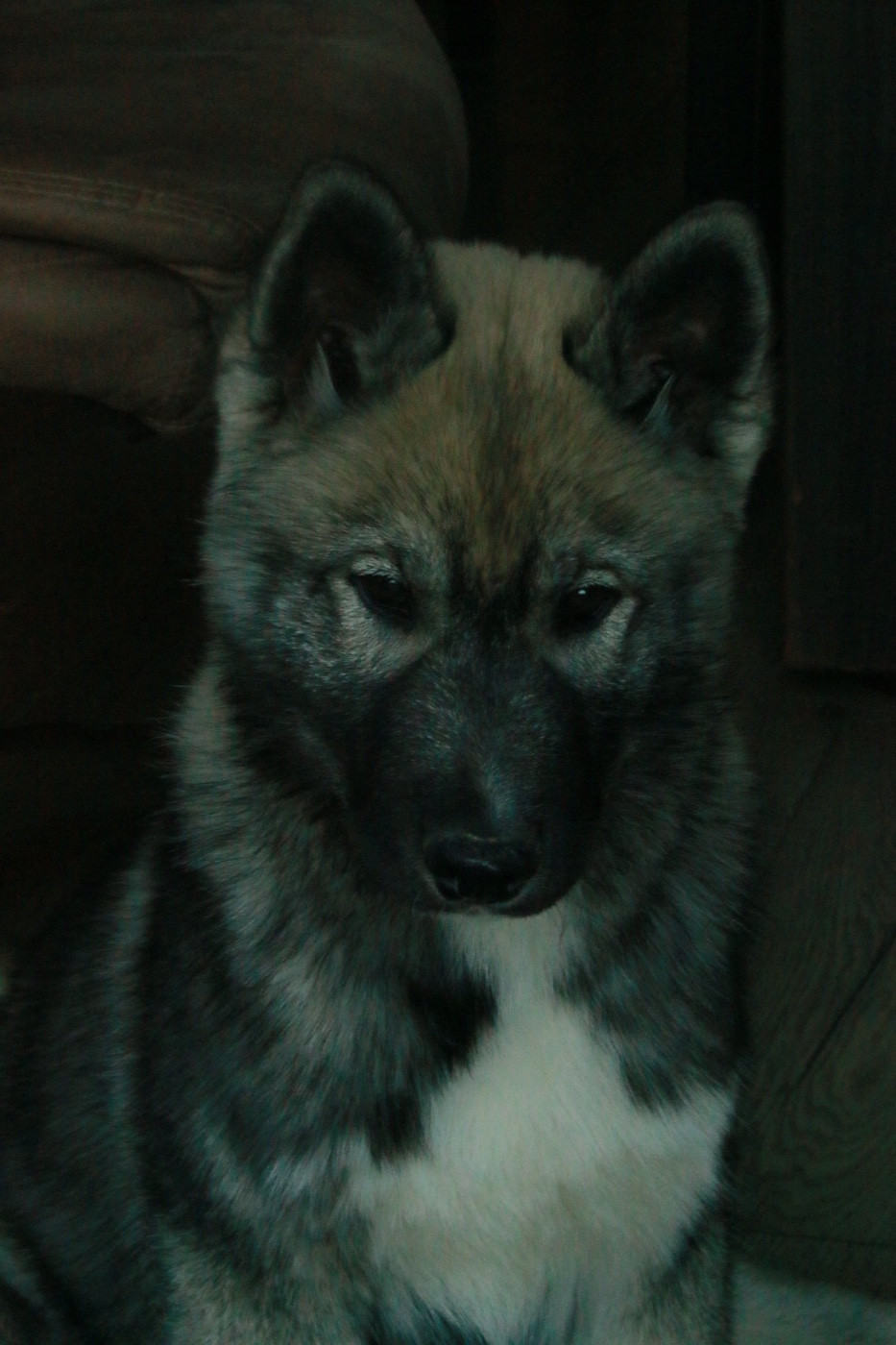 A Kaspian the prince Of Umok's Dreams