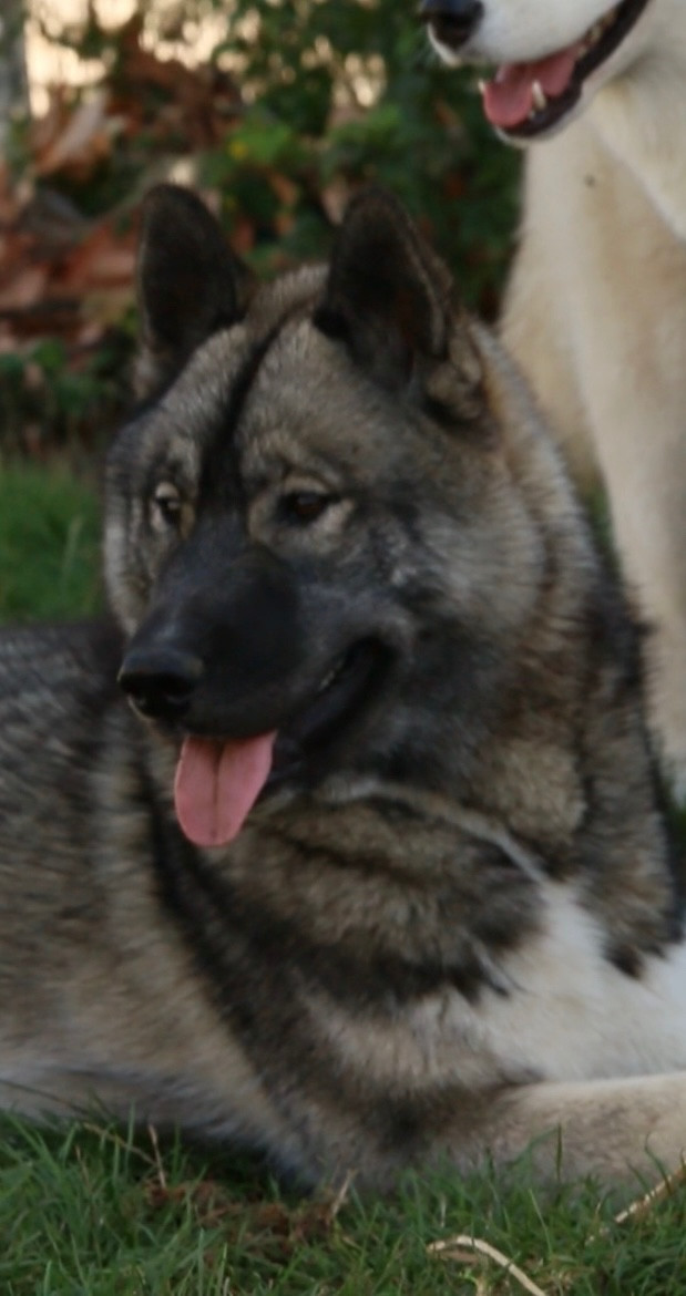 A Kaspian the prince Of Umok's Dreams