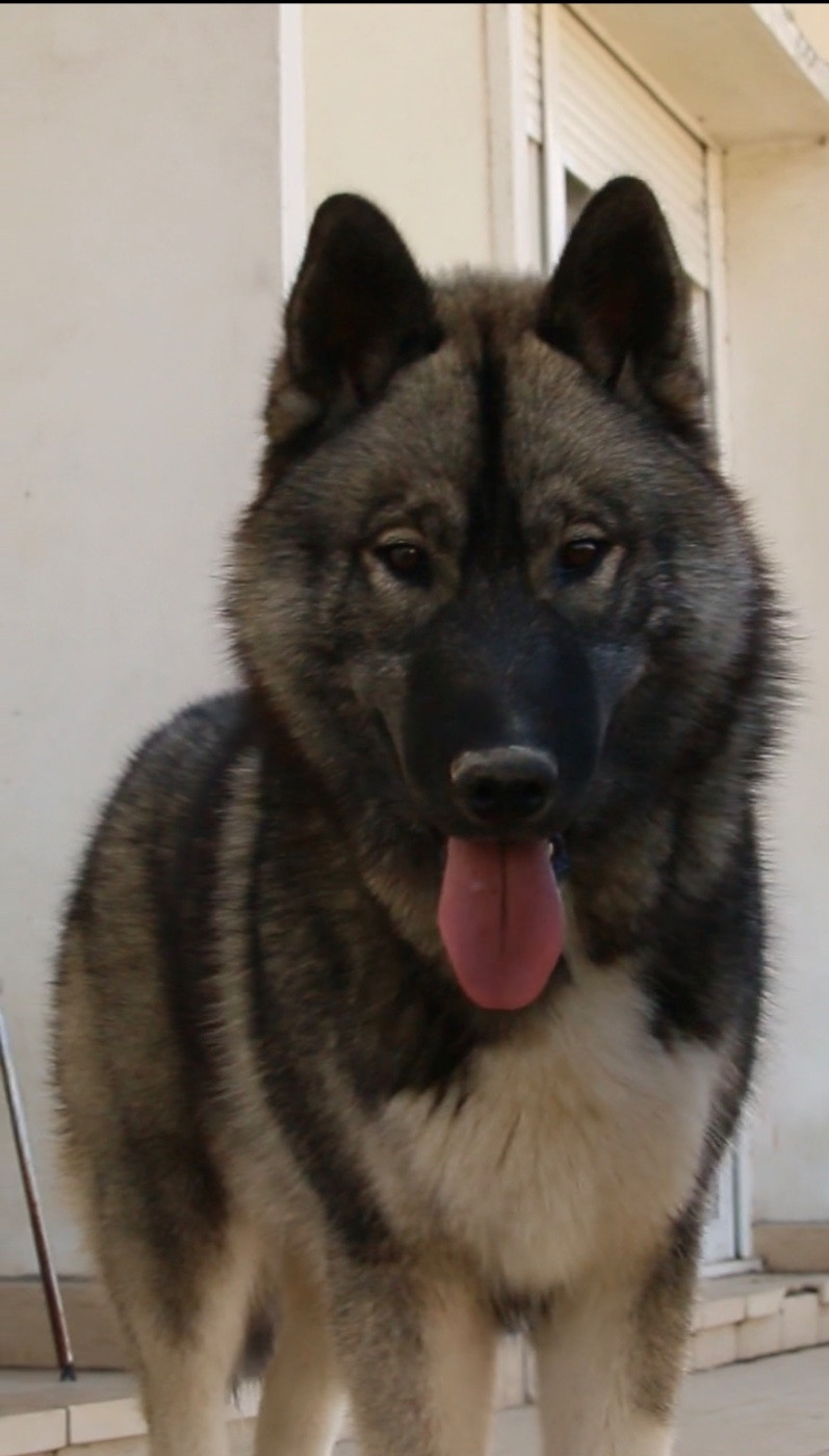 A Kaspian the prince Of Umok's Dreams