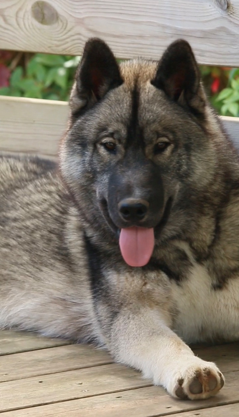 A Kaspian the prince Of Umok's Dreams