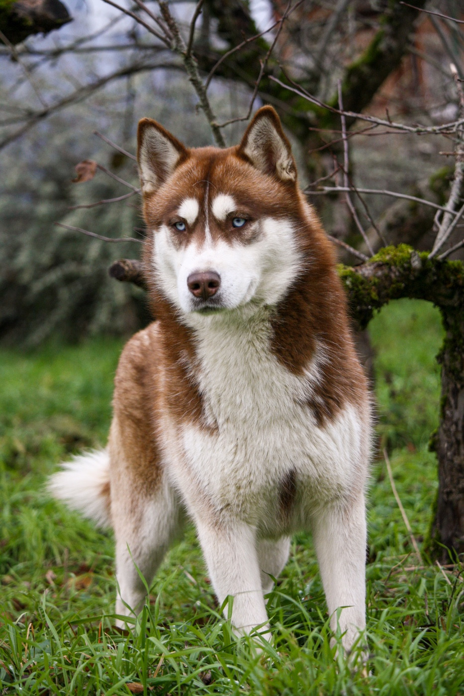 Shogun (Sans Affixe)