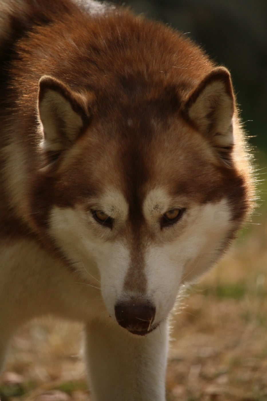 Publication : du Domaine des Loups de l’Est Auteur : Yaël Muller