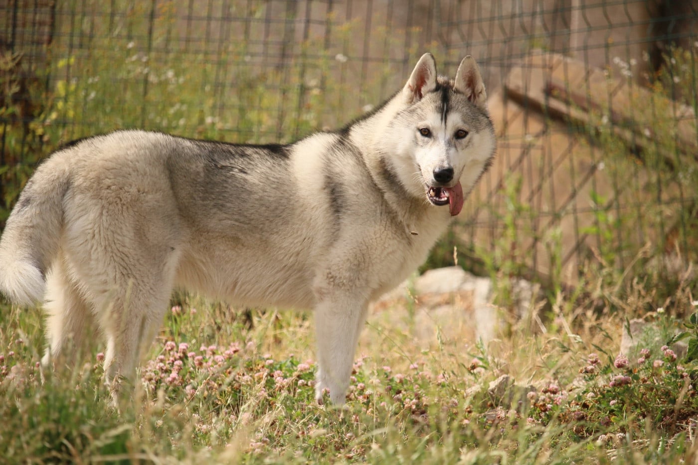 Publication : du Domaine des Loups de l’Est