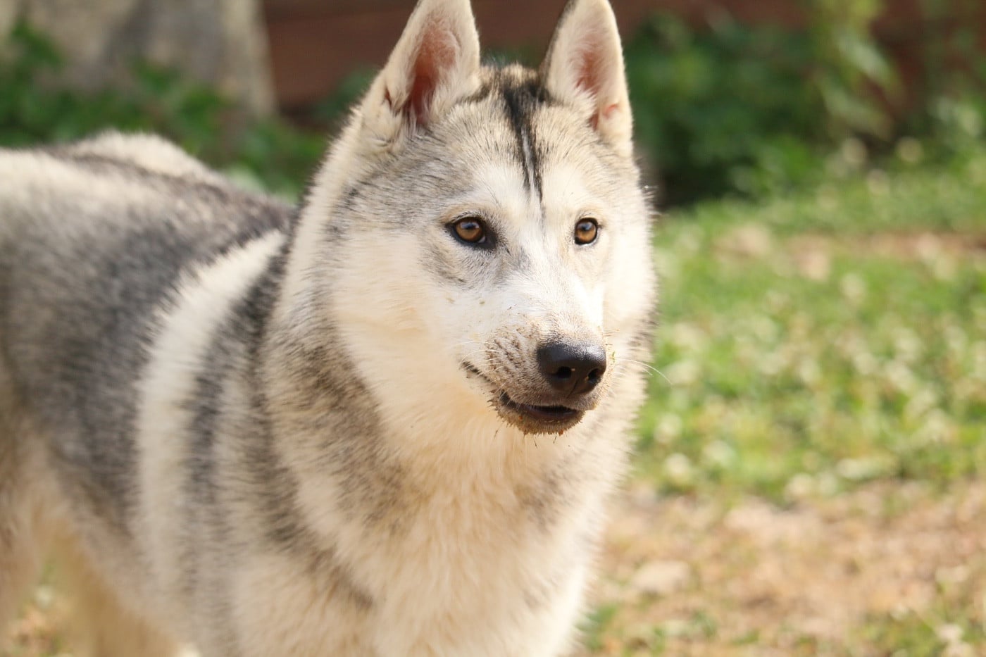 Publication : du Domaine des Loups de l’Est