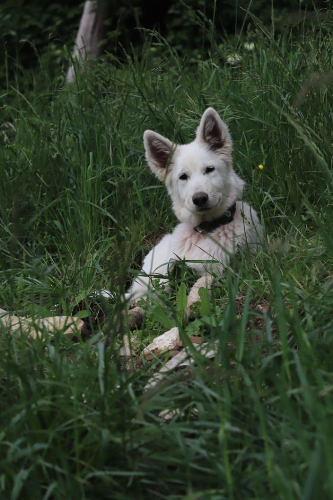 Volga Du Val De Saint-Genis