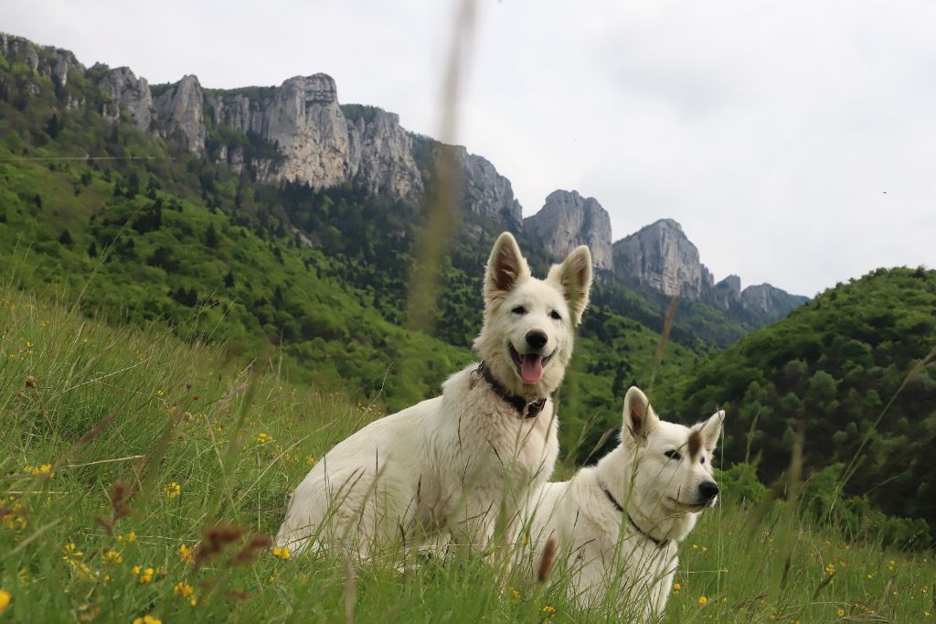 Volga Du Val De Saint-Genis