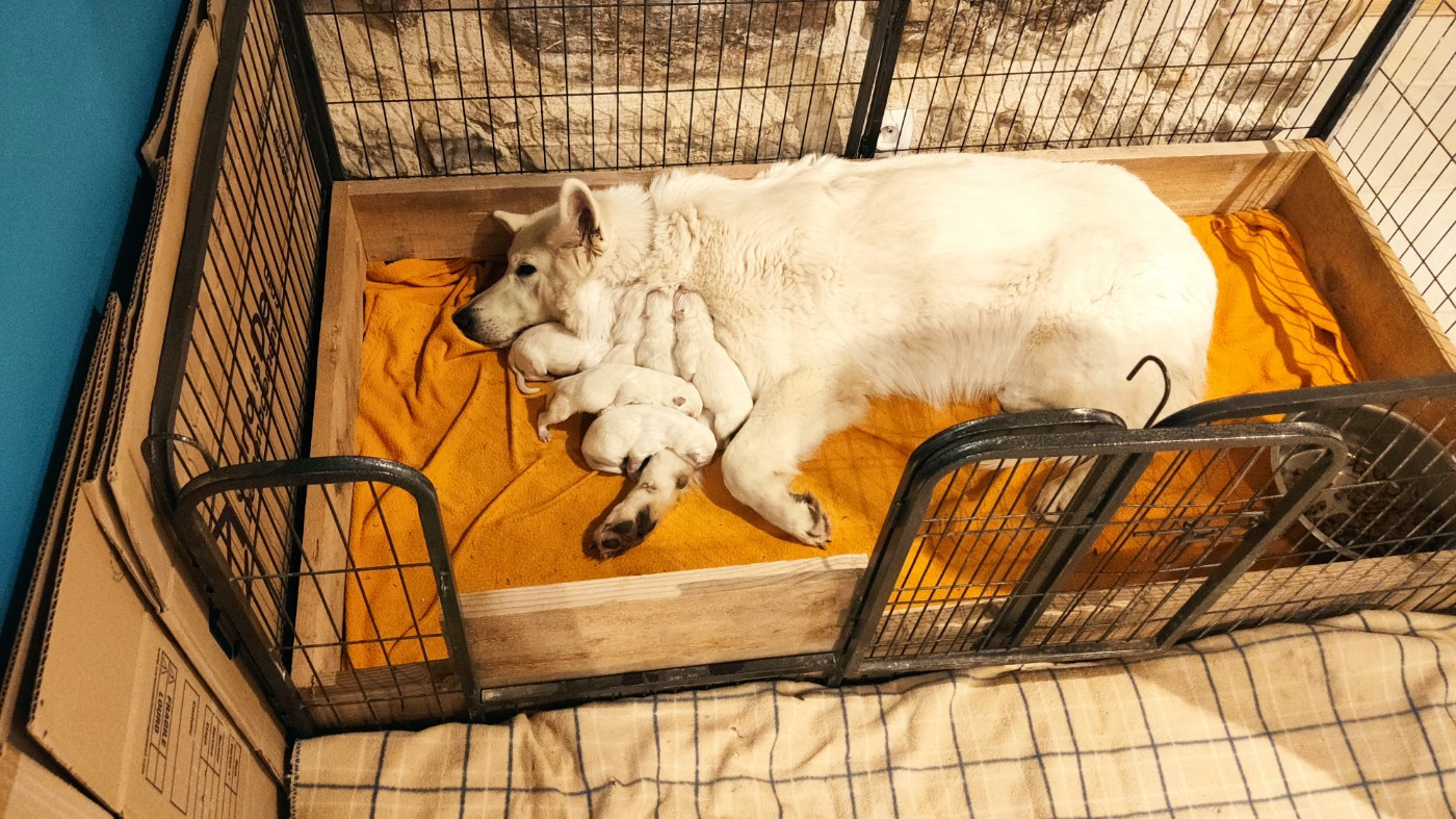 Berger Blanc Suisse - Du Val De Saint-Genis
