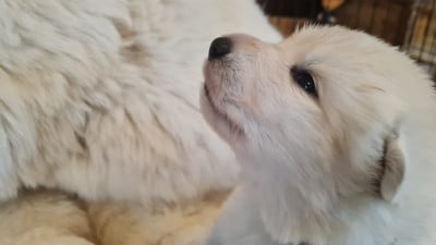 Les chiots de Berger Blanc Suisse