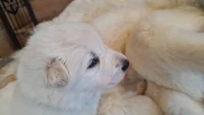 Les chiots de Berger Blanc Suisse