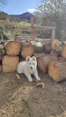 Les chiots de Berger Blanc Suisse