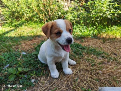 Les chiots de Jack Russell Terrier