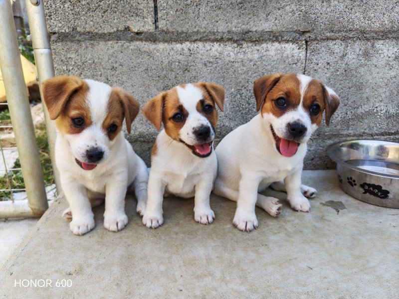 Jack Russell Terrier - Juna Et Compagnie