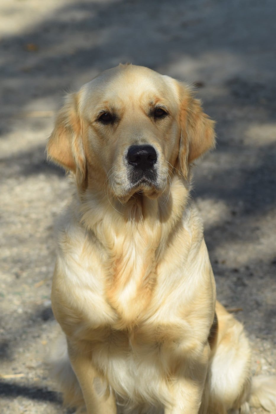 Valentine dite oh'ana De L'harche De Repand