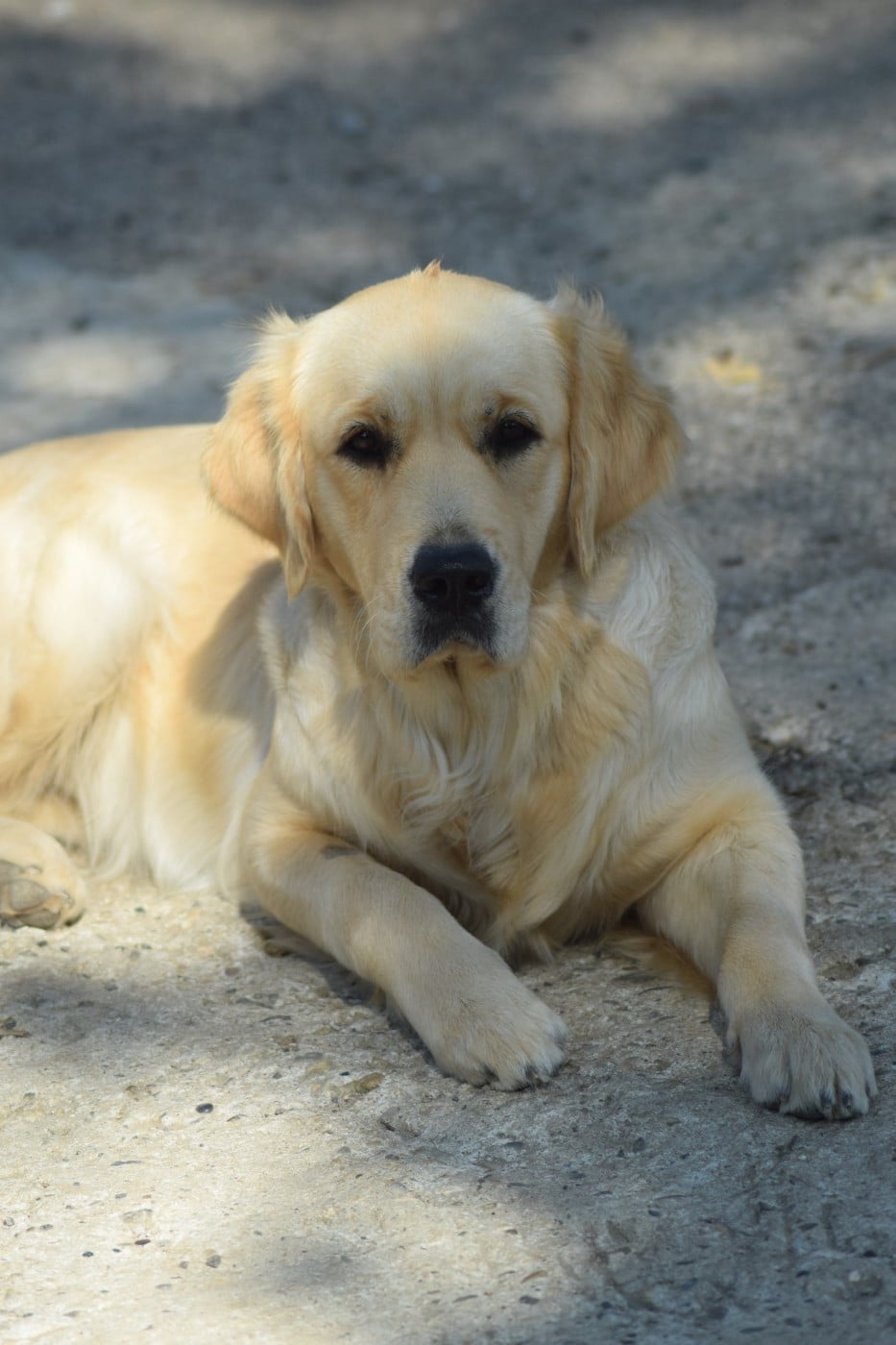 Valentine dite oh'ana De L'harche De Repand