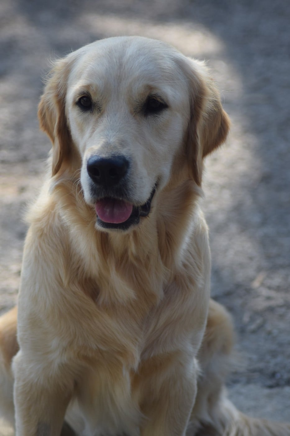 Virgule dite or'fée De L'harche De Repand