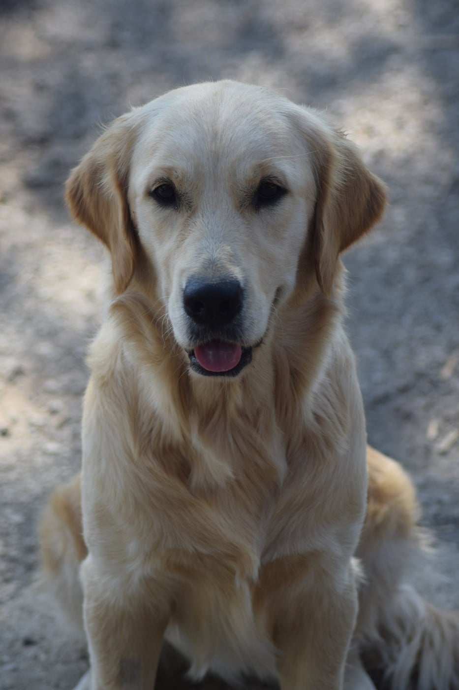 Virgule dite or'fée De L'harche De Repand