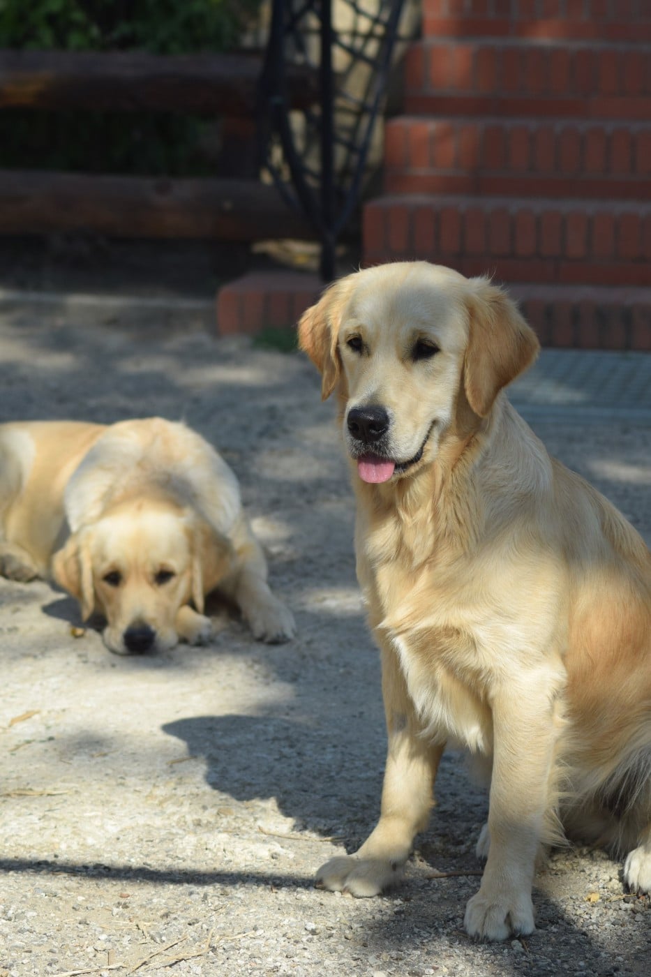 Virgule dite or'fée De L'harche De Repand