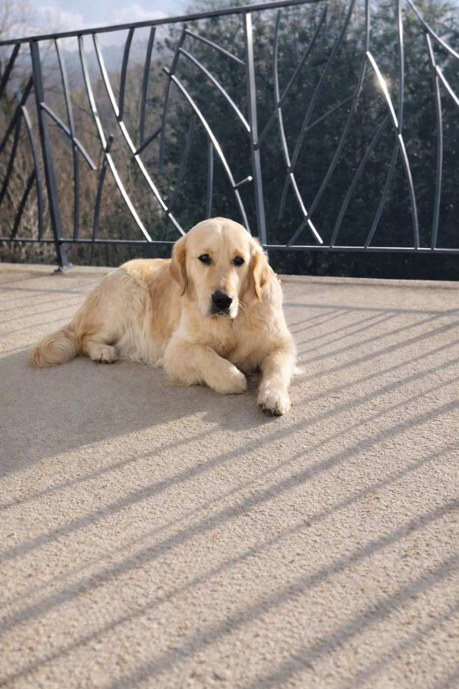 Publication : goldamour