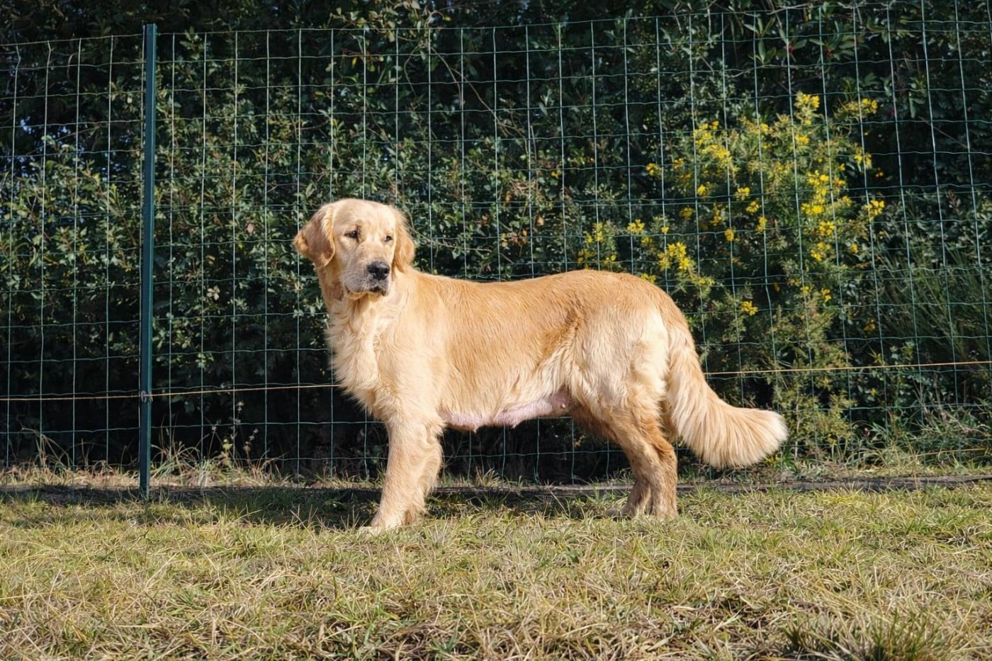 Publication : goldamour