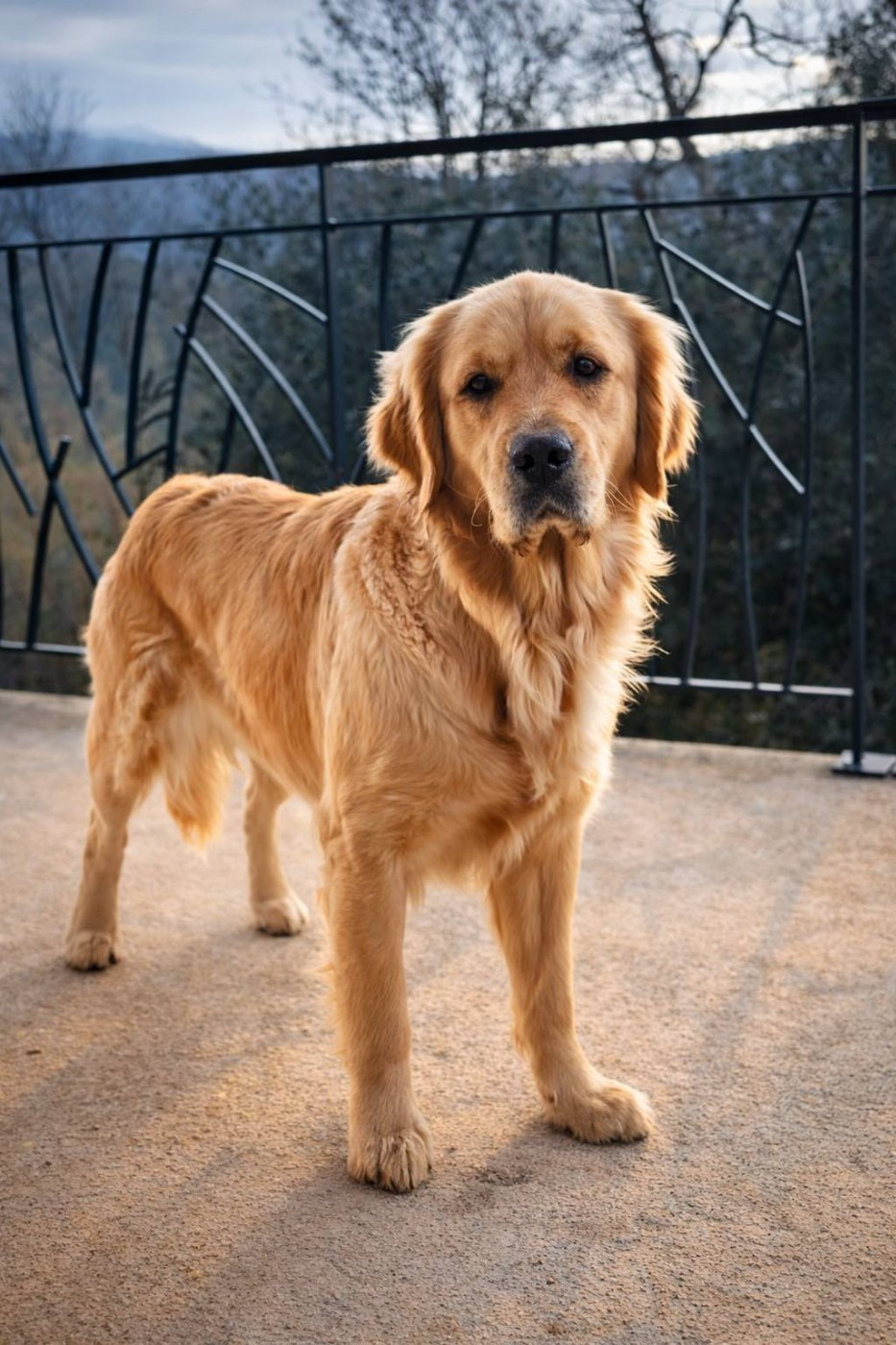 Publication : goldamour