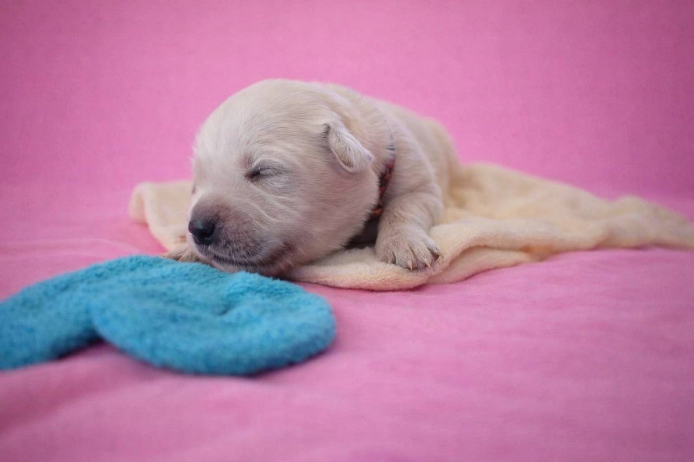 Femelle 1 - Golden Retriever