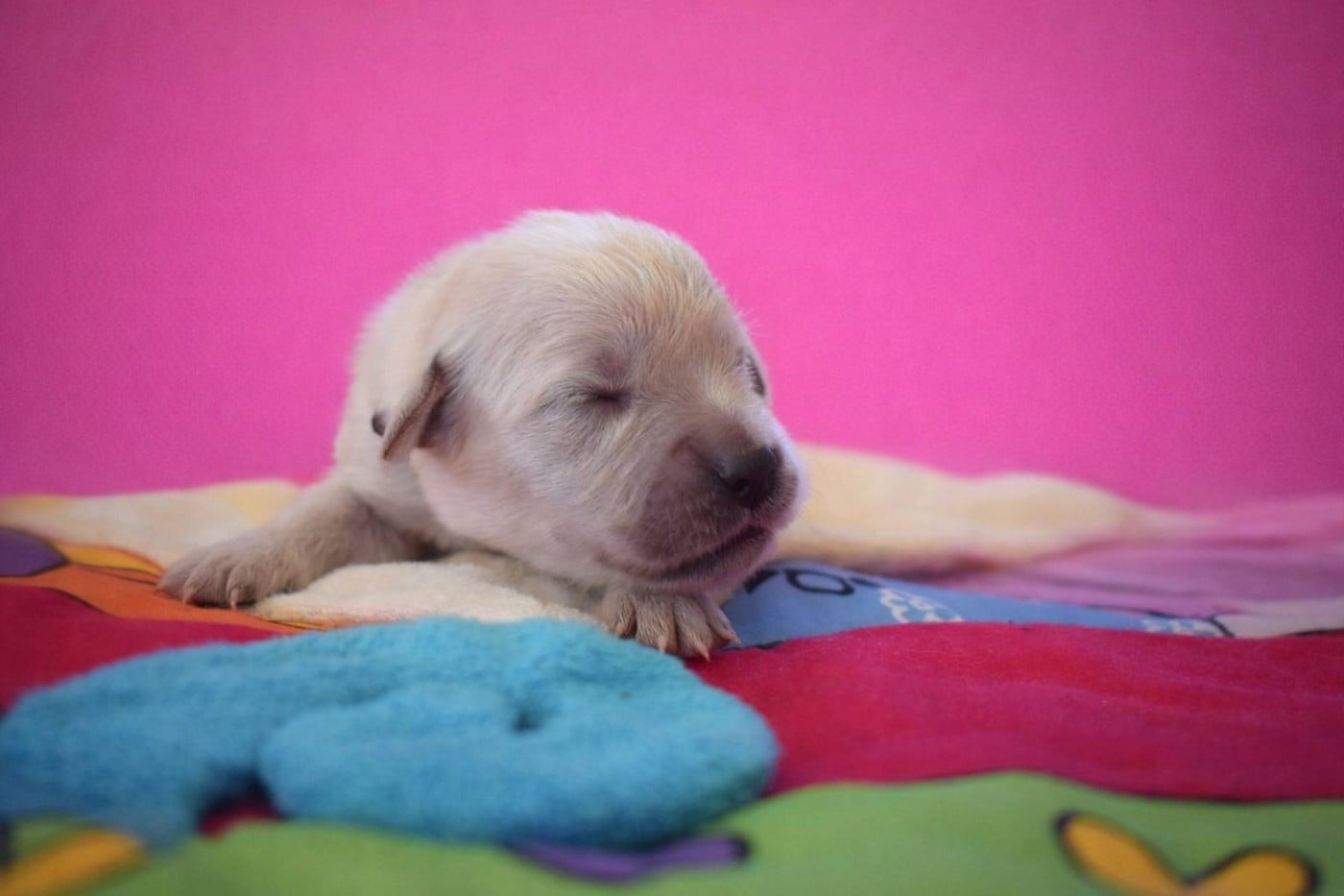 Femelle 5 - Golden Retriever