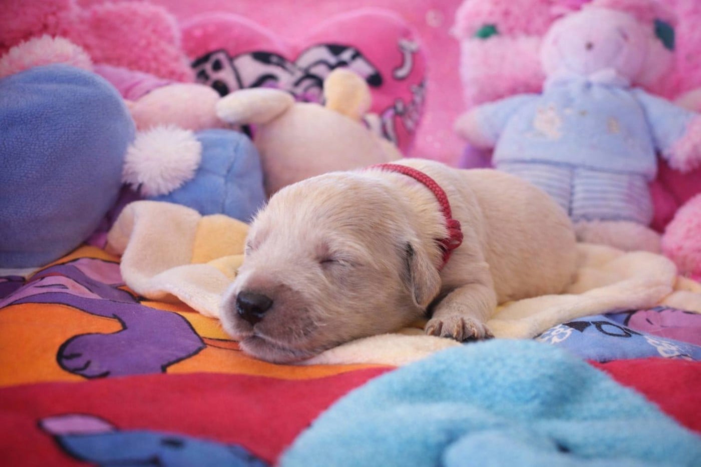 Femelle 6 - Golden Retriever