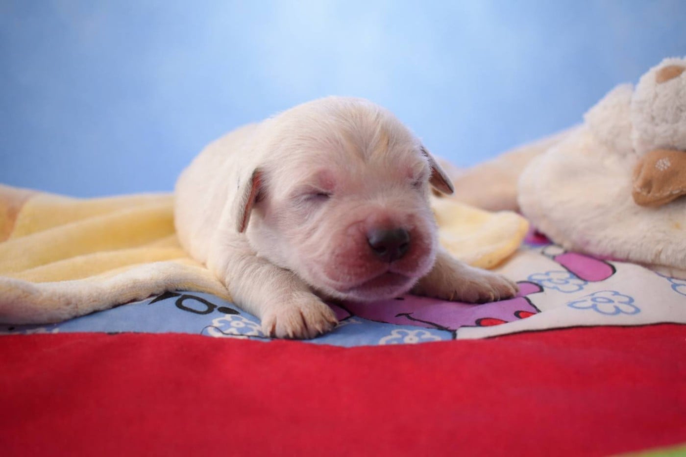 Mâle 2 - Golden Retriever