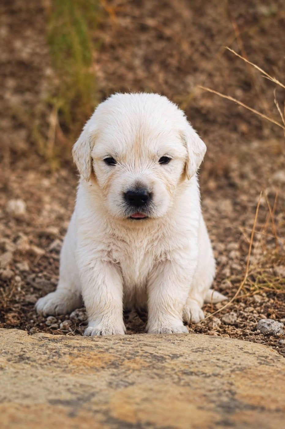 Golden Retriever - goldamour