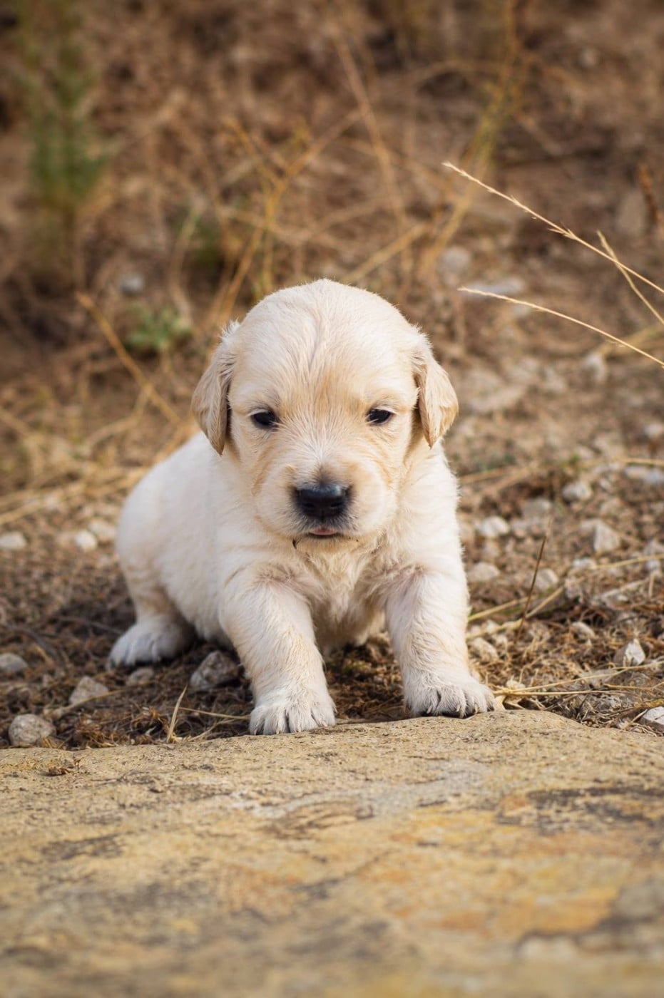 Golden Retriever - goldamour