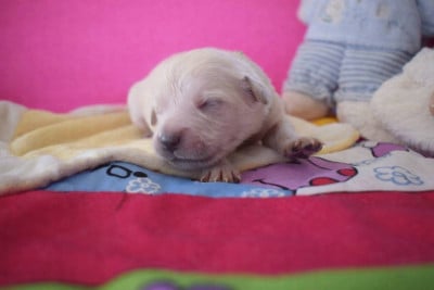 Les chiots de Golden Retriever