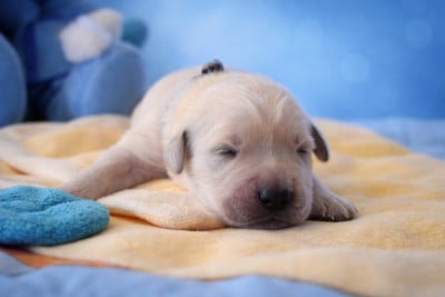 Les chiots de Golden Retriever
