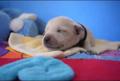 Les chiots de Golden Retriever